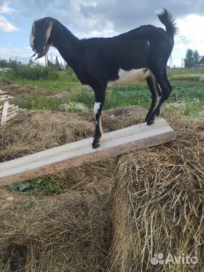 Нубийские козы