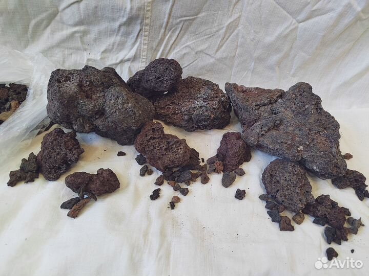 Коряга пробковый дуб