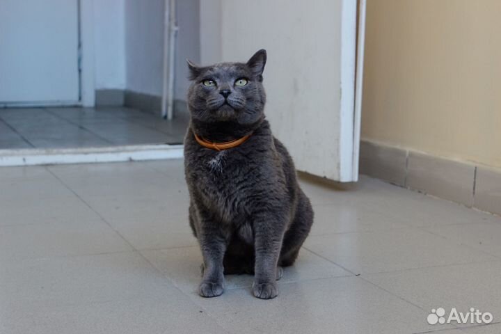 Кот серый дымчатый