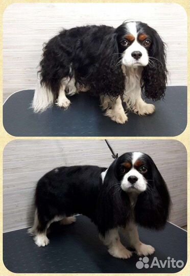 Стрижка собак, груминг, экспресс-линька