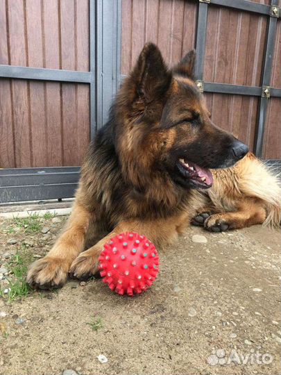 Немецкая овчарка, кобель на вязку