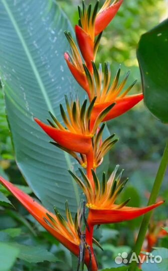 Стрелиция королевская семена