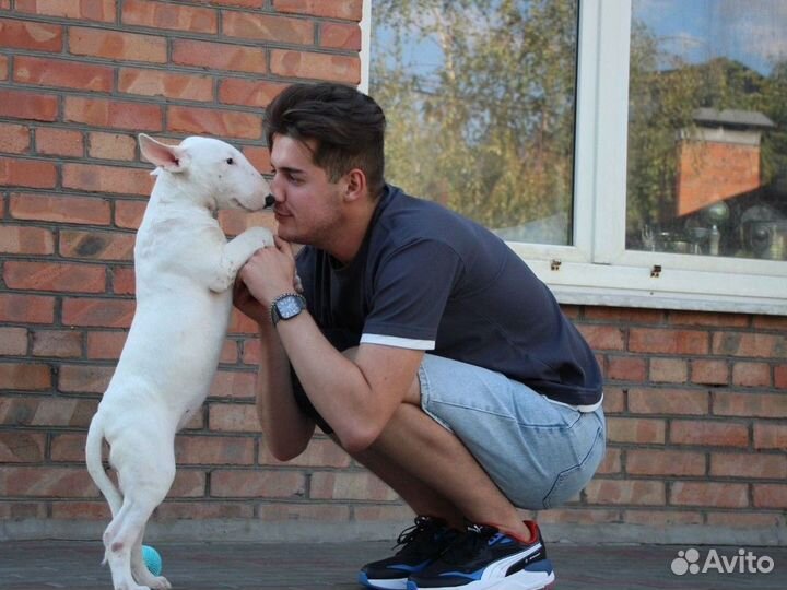 Стандартный бультерьер