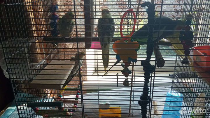 Птенцы кореллы