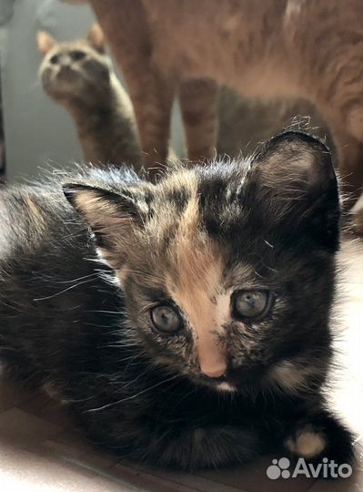 Кошечка маленькая