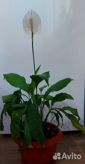 Спатифиллум