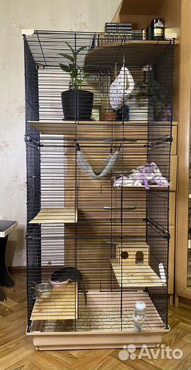 Клетка с крысами