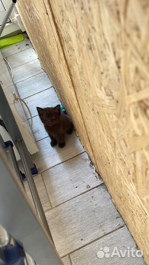 Британские котята