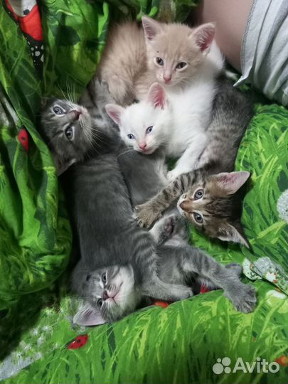 Котята в дар бесплатно