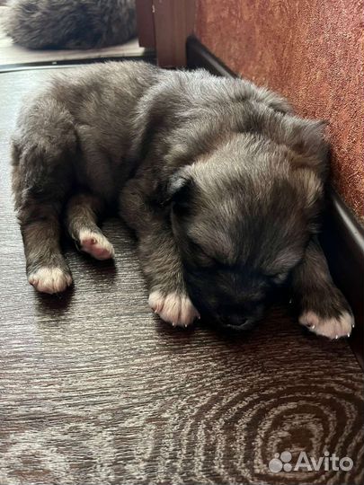 Собака щенки