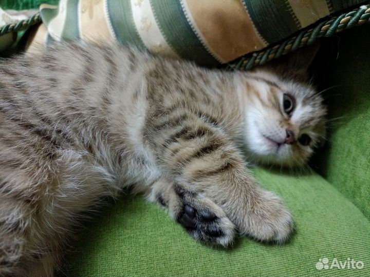 Шотландская