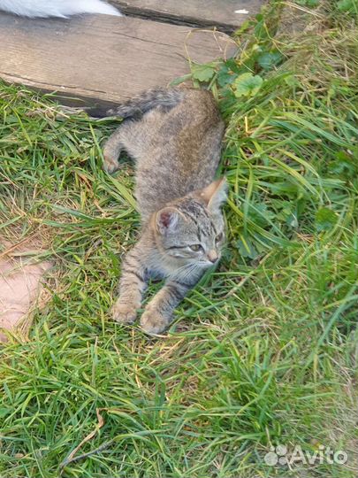 Котенок (мальчик) в добрые руки