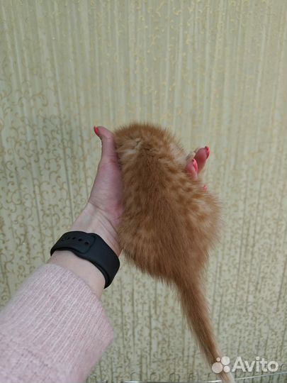 Котята вислоухие
