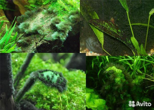 Сайдекс. Борьба с черной бородой