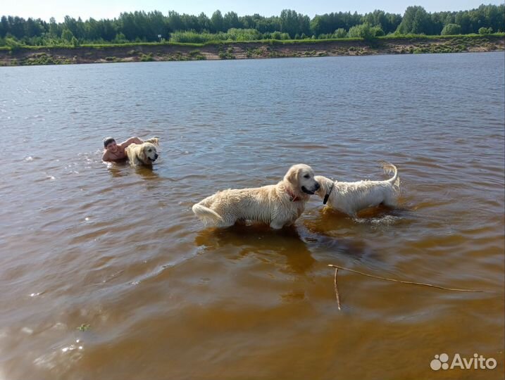 Передержка от Питомника