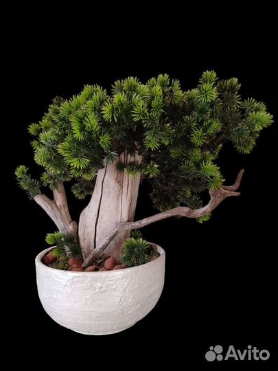 Деревья для интерьера