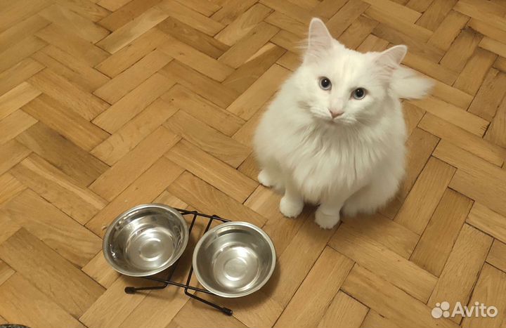 Миска для животных