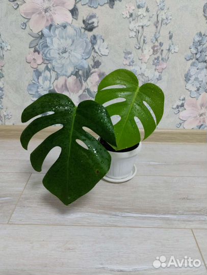 Комнатные растения цветы