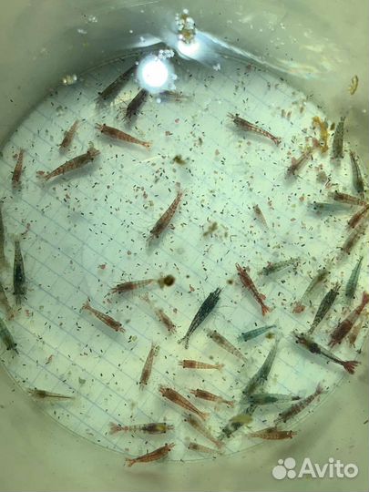 Аквариумные креветки