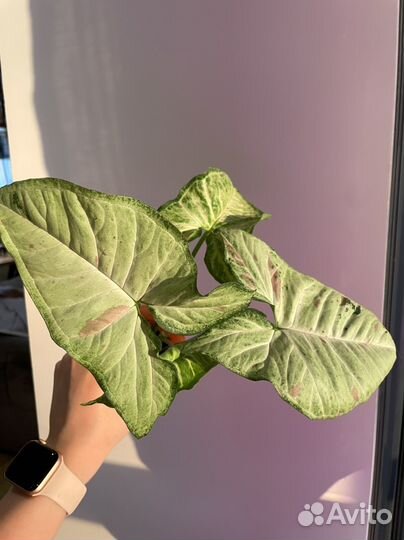 Сингониумы сортовые