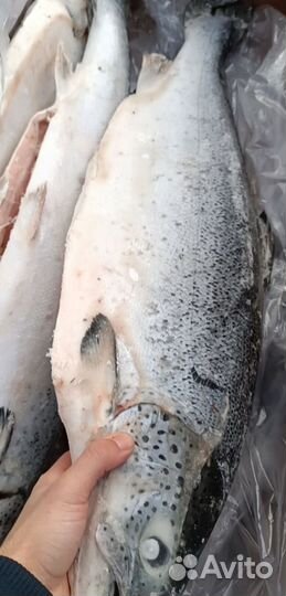 Форель и семга, Чили Турция