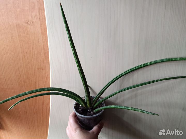 Сансиверия цилиндрика