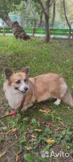 Собеседник, друг, поздравления