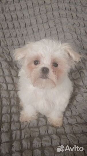 Мальтезе кобель с документами