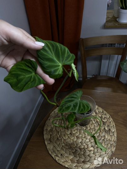 Комнатные растения цветы