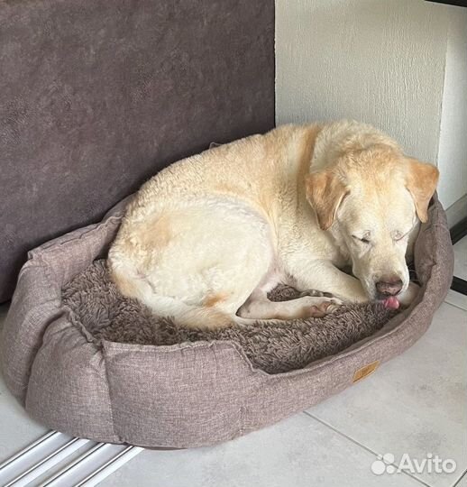 Отдам лабрадора