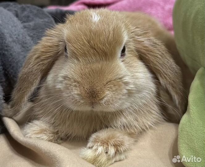 Декоративный кролик