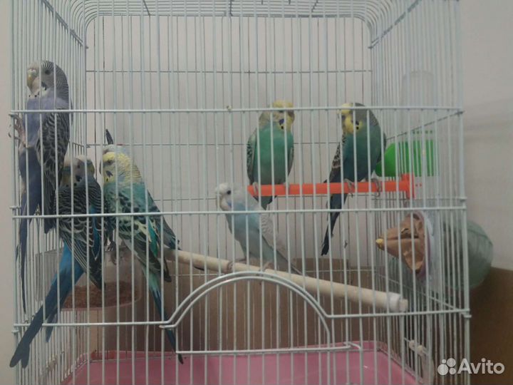 Попугаи волнистые