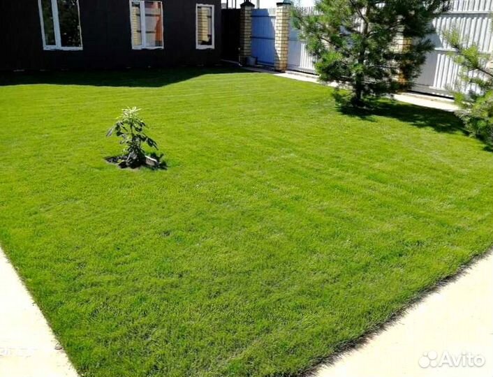 Рулонный газон
