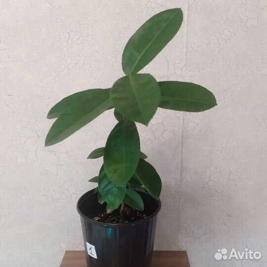 Лимоны. Саженцы