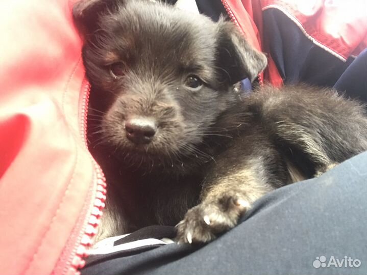 Щенок смесь лабрадора и дворняги