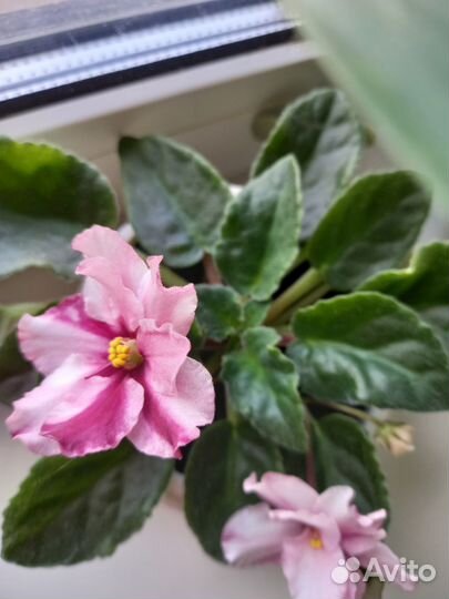 Продам цветы комнатные