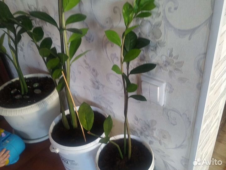 Замиокулькас