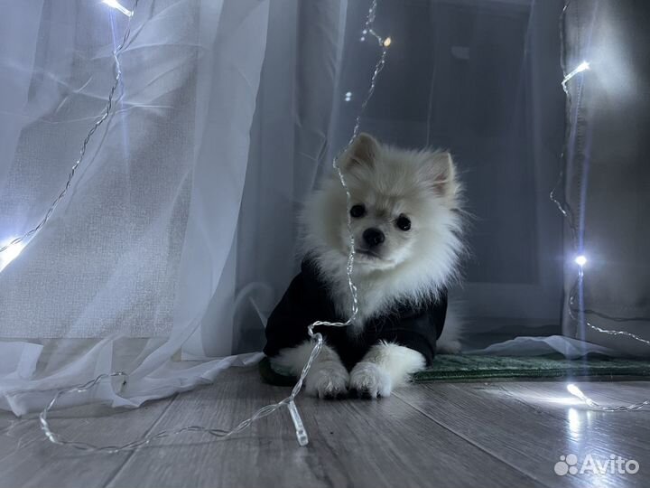 Померанский шпиц