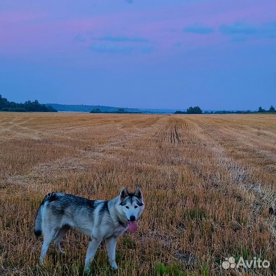 Продаются щенки маламута