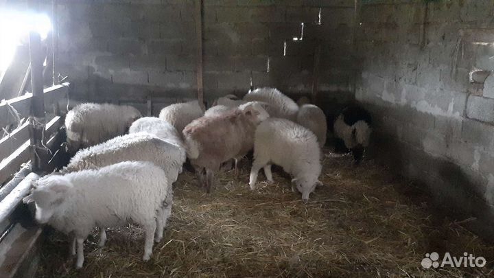 Овцы матки ягнята бараны
