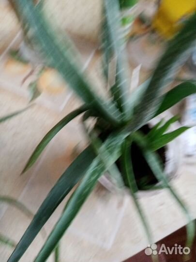 Лечебное растение Алое Вера