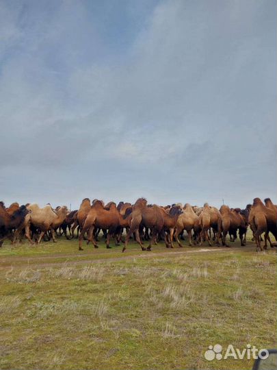 Верблюд 30 голов оптом самцы