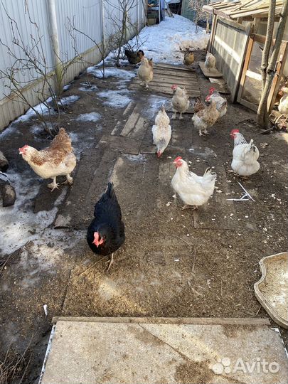 Инкубационное яйцо кур брама, фавероль