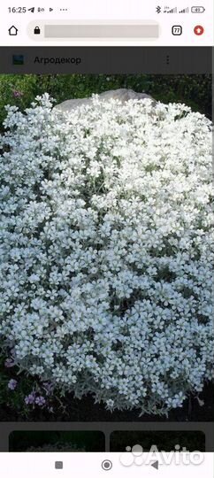 Многолетники для сада цветы