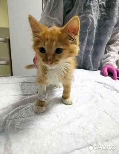 Котенок Санька в поисках семьи