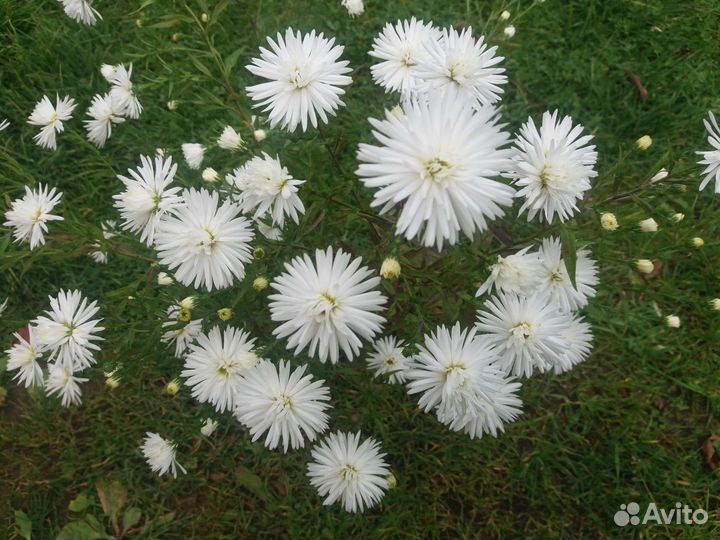 Многолетники, кусты декоративные, астра, полынь