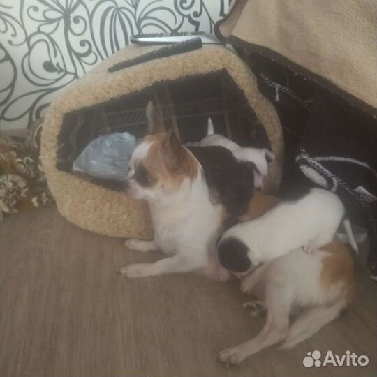 Щенки чихуахуа