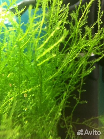 Мох в аквариум. Куча ракушек