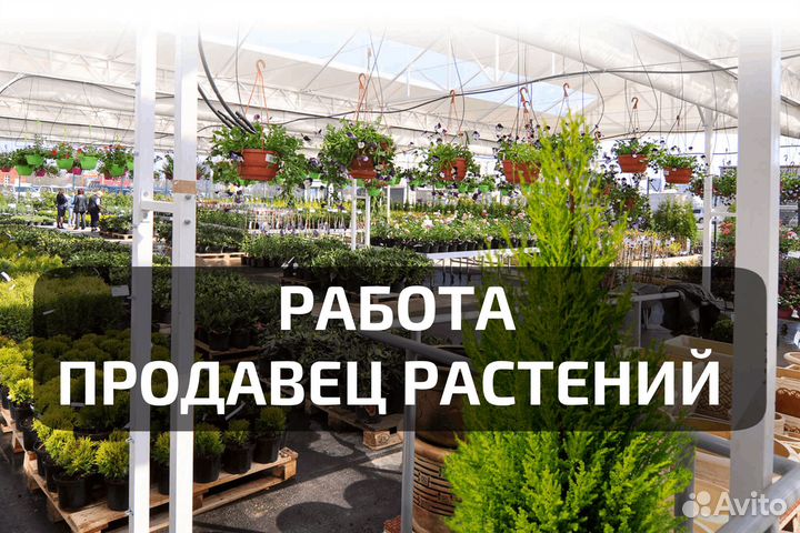 Продавец в садовом центре питомника Ваганова
