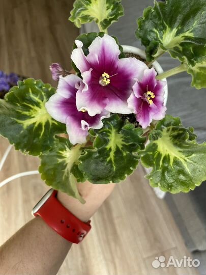 Детки и стартеры сортовых фиалок